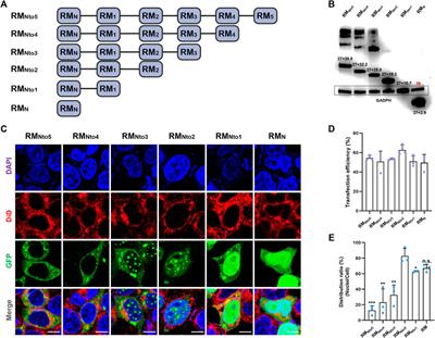 Tunable Cellular Localization and Extensive Cytoskeleton-Interplay of Reflectins